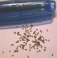 �G�[�f�����C�X�̎�