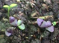 �u���b�N�E�I�p�[��