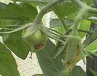 ���g�}�g�̎�6/18