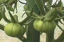 ���g�}�g�̎�6/22