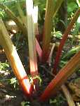 Rhabarber2-070700