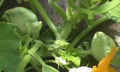 Squash2.210800.JPG (9531 �o�C�g)