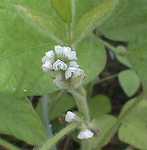 ���ʂ̎}��