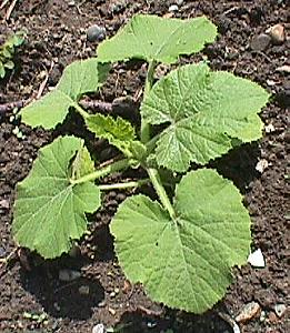 greenbuttons14.05.00