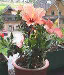 hibiskus230600.JPG (5691 �o�C�g)