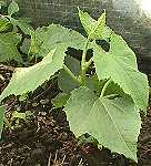 ���イ��080600