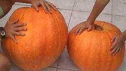 pumpkin giant180800.JPG (5997 �o�C�g)