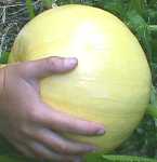 pumpkin giant 280600