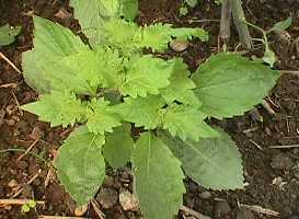 shiso070600