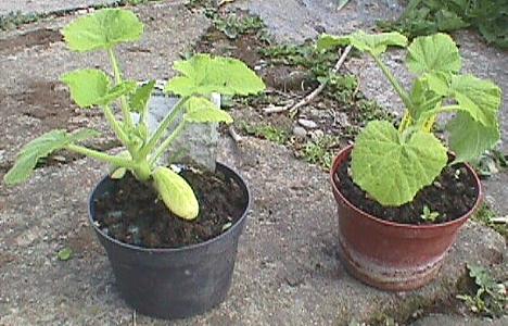 supakabocya&greenbuttons14.05.00